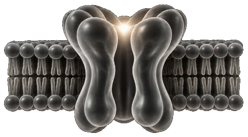 Nicotinic acetylcholine receptor in a phospholipid membrane