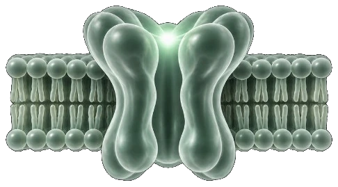Nicotinic acetylcholine receptor in a phospholipid membrane